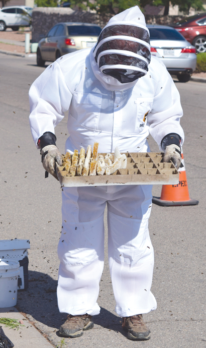 Environmental Efforts Bee Kind